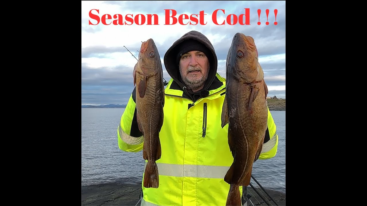 Самая большая треска сезона на данный момент