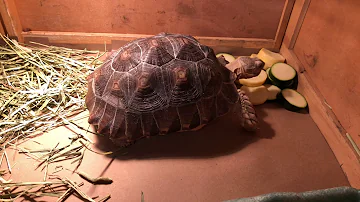 sulcata tortoise in a cage
