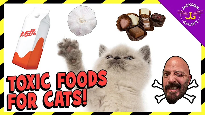 FOODS THAT ARE TOXIC TO CATS! - DayDayNews