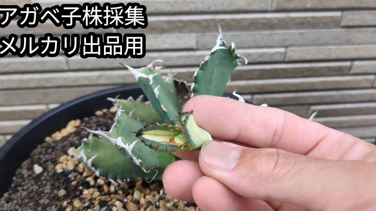アガベ子株採集 メルカリ出品用 - YouTube