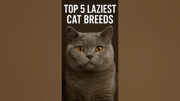 Video 11819321: british shorthair, cat breed, lazy cat