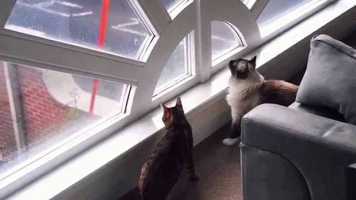 Cats vs. Window Cleaner