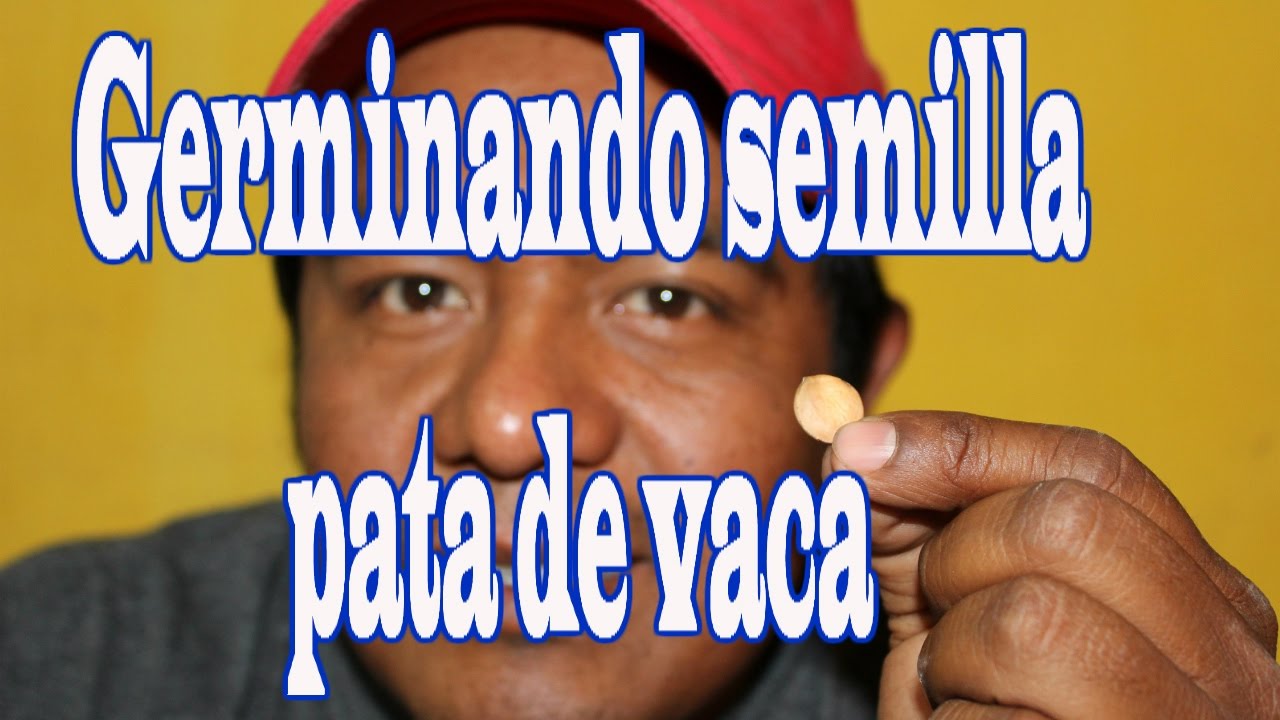 Germinando semilla pata de vaca
