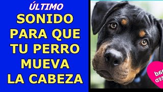 10 Sonidos Que A Los Perros Les Encantan ~ Sonido Para Que Tu Perro Mueva La Cabeza,