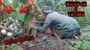 Độc và lạ Lần đầu gặp phải con rắn có râu#hcmt