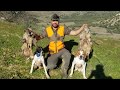 Chasse au Maroc avec Pointer Anglais saison 2019/2020.Partridge hunting with pointer english dogs