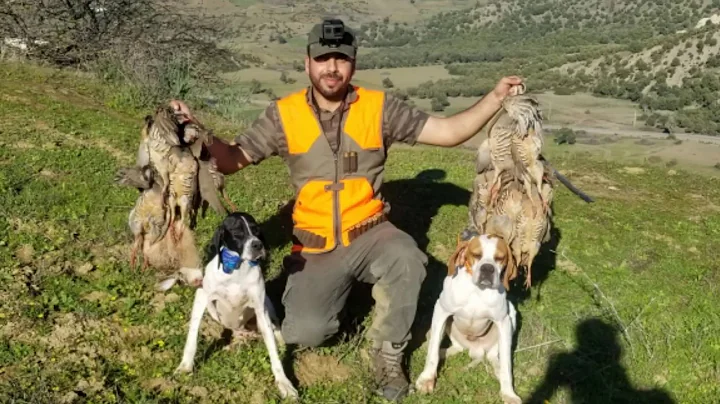 Chasse au Maroc avec Pointer Anglais saison 2019/2020.Partridge hunting with pointer english dogs