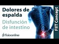 Disfunción de intestino y dolores de espalda, lumbares y lumbalgias - Causas y tratamiento