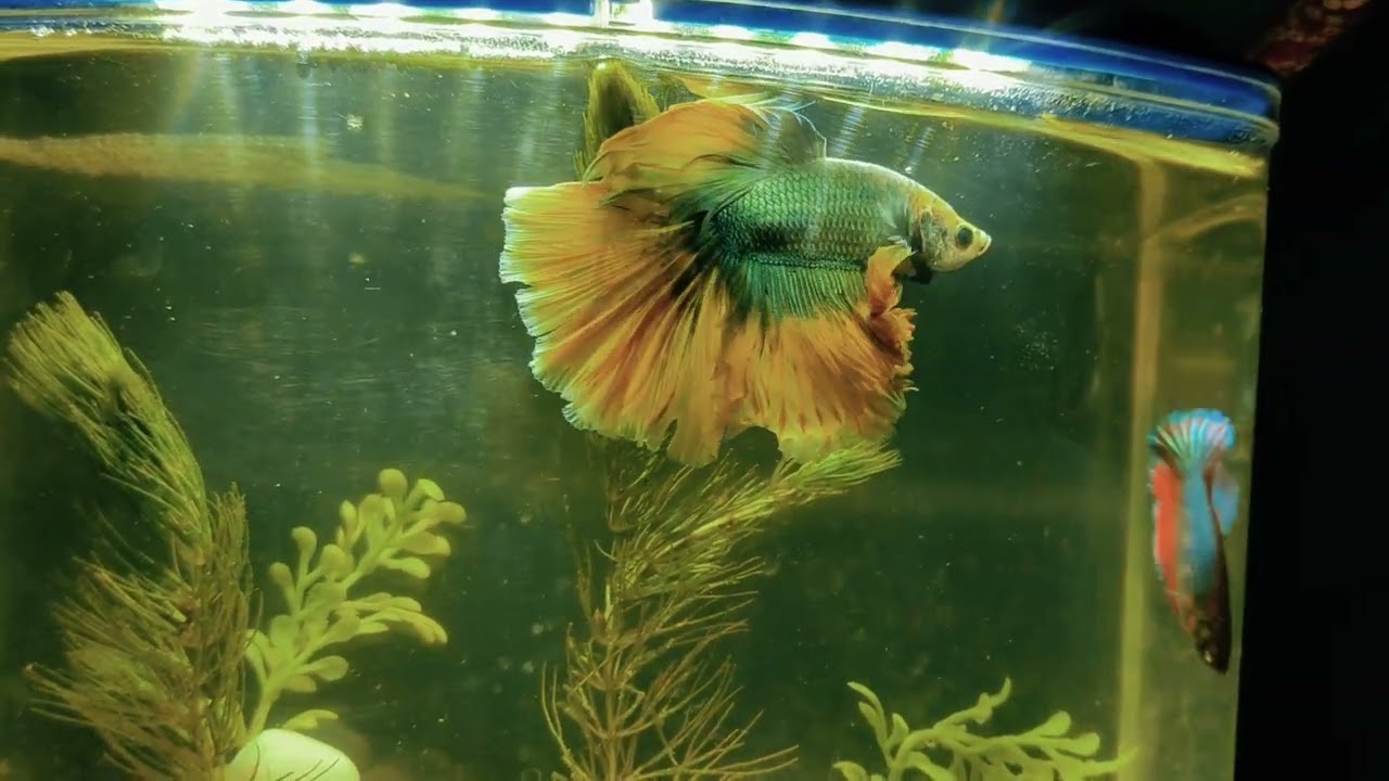 BETTA FISH || BETTA BREEDING || BETA FIGHT 