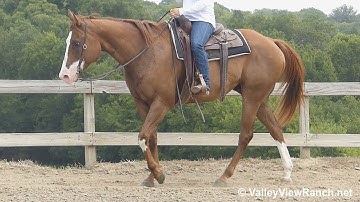 FG Brokers Cool Mr - jog , lope, stops, transitions! - ValleyViewRanch.net