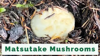 Unearth the Hidden Treasure: Matsutake Mushroom Foraging Secrets!