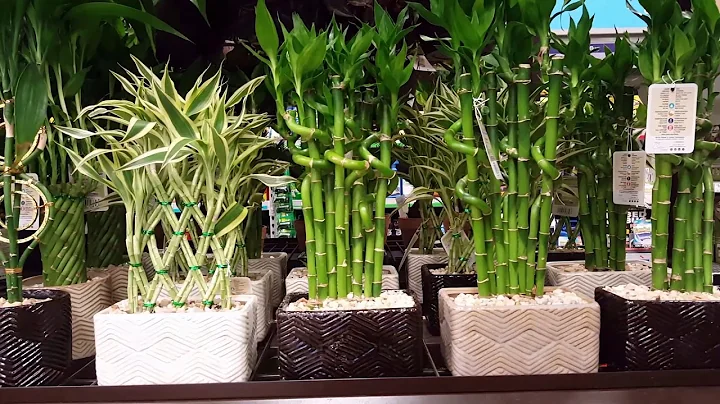 5 things not to do to your Lucky Bamboo Plant | Donna Joshi - DayDayNews