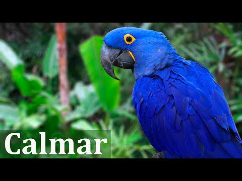 Video: Alta montaña - la morada de la paz y la tranquilidad