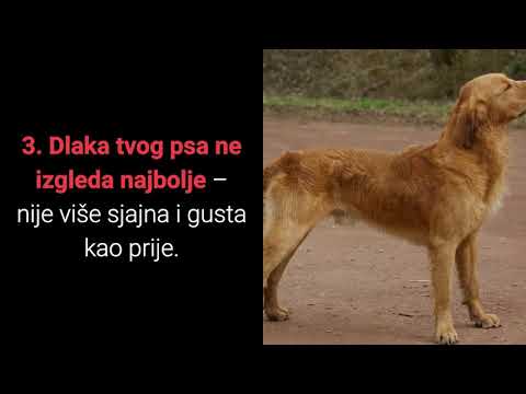 Video: Kako zaustaviti proljev kod pasa