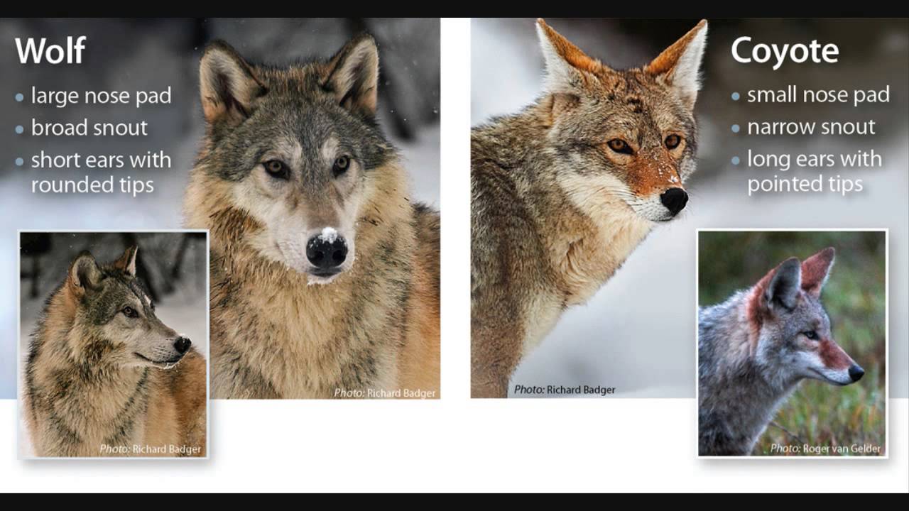 Разница между койотом и волком