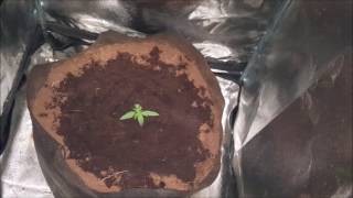 Growing LARGE in small Spaces S:1 Ep.1 with a Fastbuds WCOG, Autoflower, Spectrum King - Closet Case