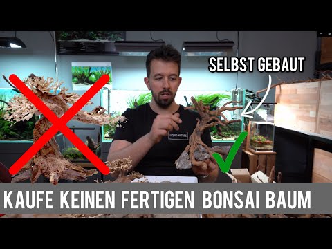 Video: Was ist eine Aqua-Bonsai-Pflanze: Erfahren Sie mehr über Unterwasser-Bonsai-Bäume