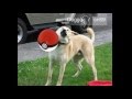 LAS CAPTURAS MÁS GRACIOSAS DE POKEMON GO!
