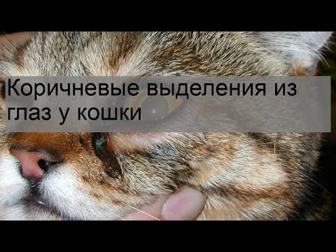 Видео: Слепой тихий глаз у кошек