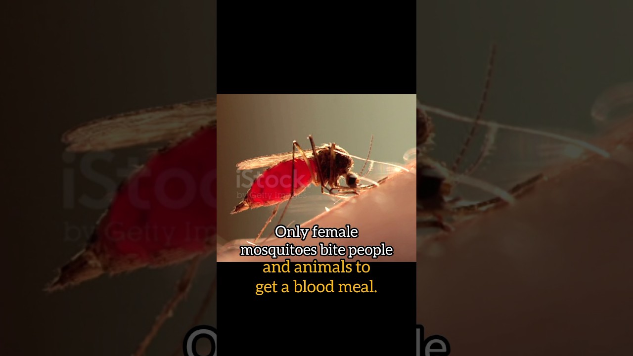 World most dangerous animal Mosquito.