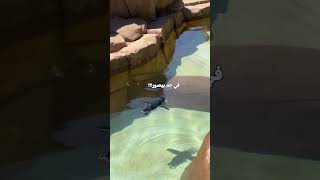 بطريق بيمثل الغرق 😂