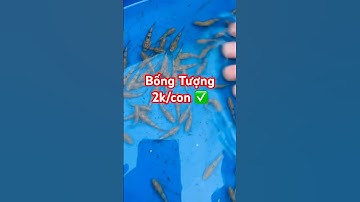 ✅ Cá Bống Tượng giống 2k số lượng lớn đây bà con cần liên hệ 0846442223 #cabongtuong.vn #giathuysan