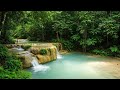 Peaceful Stream in a Tranquil Forest | Perfect Soundscape for Sleep & Relaxation