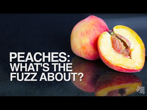 Video: Zijn er pluisloze perziken?