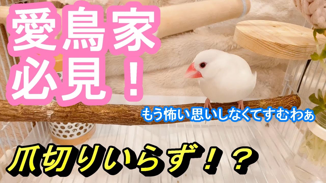 【愛鳥家さん必見】爪切りいらず！？おすすめ止まり木ご紹介！愛鳥さんもHAPPY♪（クリーム雛と白文鳥／java sparrow）
