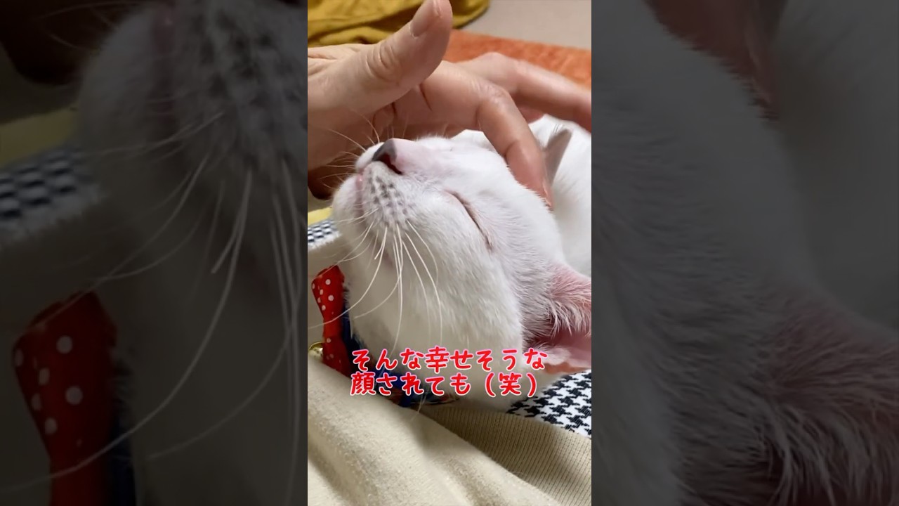 飼い主に撫でられるのが大好きな弟猫が可愛い