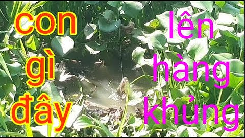 Câu Cá tra sông | Trong Đám Lục Bình | Đụng phải Cá Bự  #câu cá #câu cá thiên nhiên