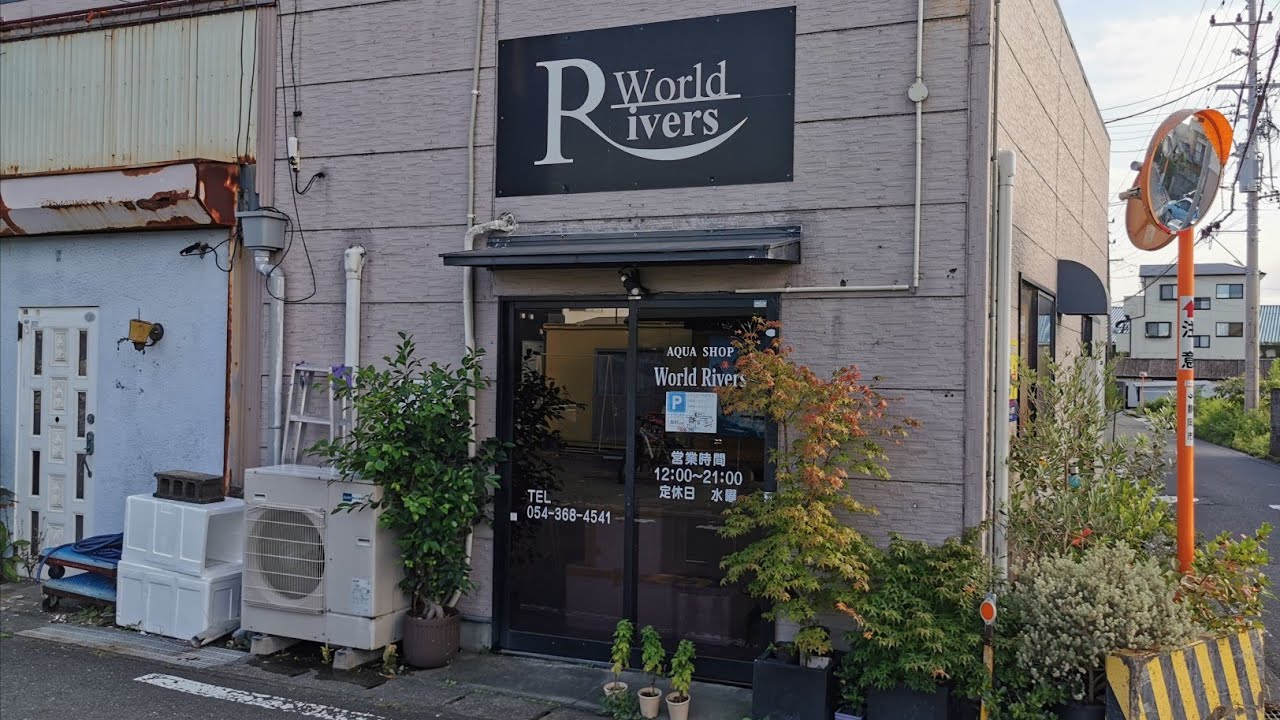 世界中の珍しい熱帯魚が集まるお店！静岡県のワールドリバースさんに潜入！