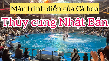 Màn trình diễn điêu luyện của cá heo ở Thủy Cung Aqua Park - Shinagawa Tokyo