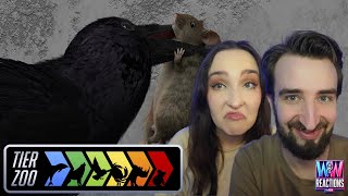 FLYING RATS┃TierZoo - The City Animals Tier List┃REACTION