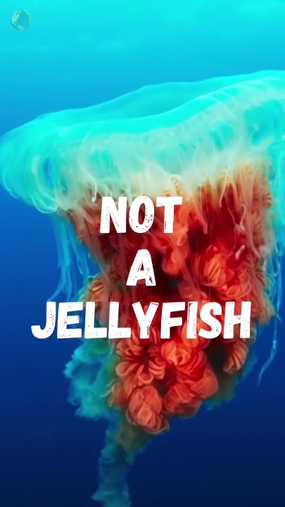 how-did-the-portuguese-man-o-war-get-its-name-shorts-youtube