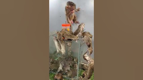 Baby monkey playing with 100 mice episode 1