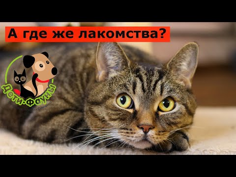 Что ест Сэмыч кроме корма? Лакомства для кошек