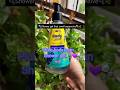🫧Best smelling bodywash🫧 for hevanly shower ! plum bodylovin shower rumba !#plumgoodness #showergel🌿