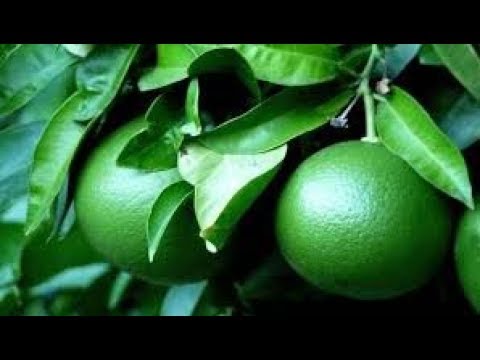 Vídeo: Cascas cítricas rachadas - o que faz com que as laranjas nas laranjeiras se partam
