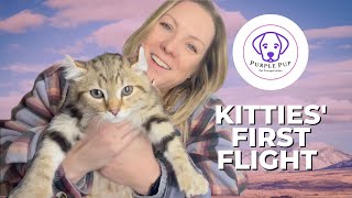 Beautiful HIGHLANDER CAT flies from Bozeman to Austin Texas #flightnanny #highlandlynx #cattransport by PurplePup LLC 236 views 1 year ago 9 minutes