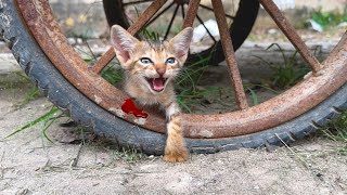 Rescue a lost kitten that lost its wandering mother and was trapped under a shopping cart by Take Me HOME 5,353 views 2 months ago 18 minutes
