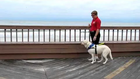 Teresa Blevins and her Guide Dog