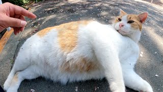 A fat cat meows in a cute voice and shows its big belly to humans