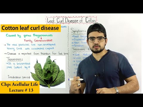tobacco leaf curl disease Disese By Tobacco Stock Photo 1591944538 Full article: Analysis of the