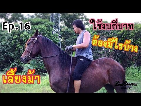วีดีโอ: วิธีการเลี้ยงม้า