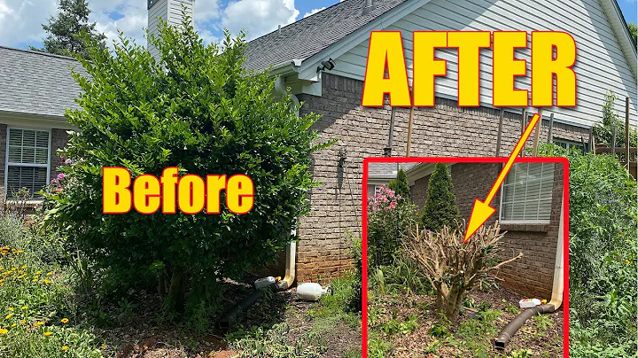 修剪巨型灌木：掌握庭園控制的訣竅