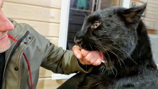 видео: Встречаем Вовочку с пантерой Луной и Веней 😸🐾 картинка: Встречаем Вовочку с пантерой Луной и Веней 😸🐾