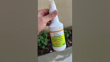 How To Repel Gnats, Aphids, & White Flies ! Credit: TikTok/Sheshopdealz