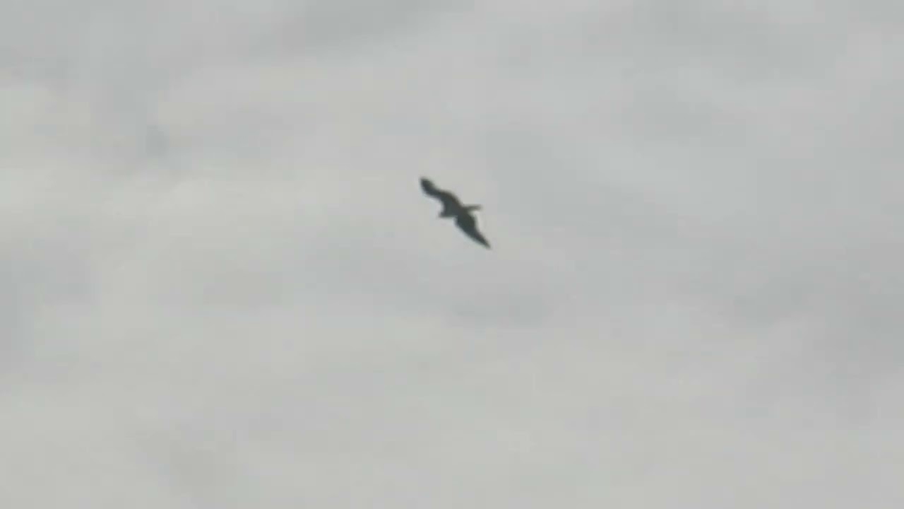 Feb 5 2023 osprey missing feathers on wing