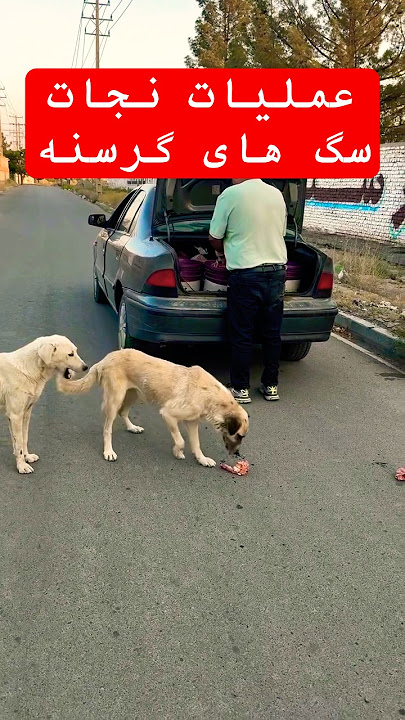 🐶 با یک کاسه غذا، زندگی این سگ تغییر کرد!: #مهربانی #نجات